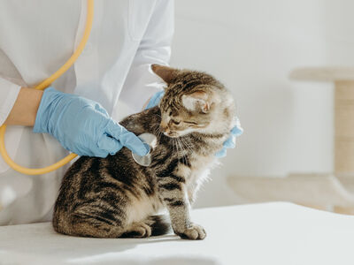 Goodwill_dierenartsenpraktijk_vier_miljoen?