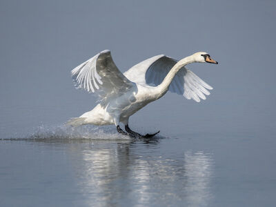 Toch_zachtere_start_handhaving_op_schijnzelfstandi