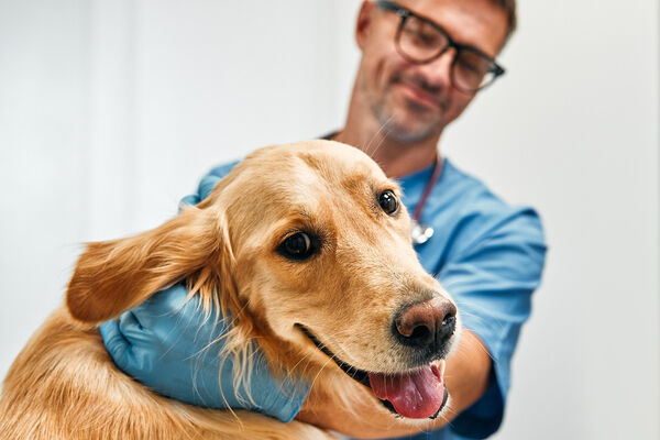 Hond_mee_naar_de_baas
