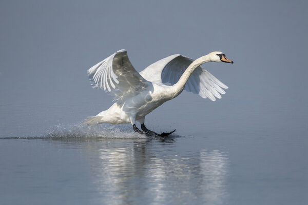 Toch_zachtere_start_handhaving_op_schijnzelfstandi